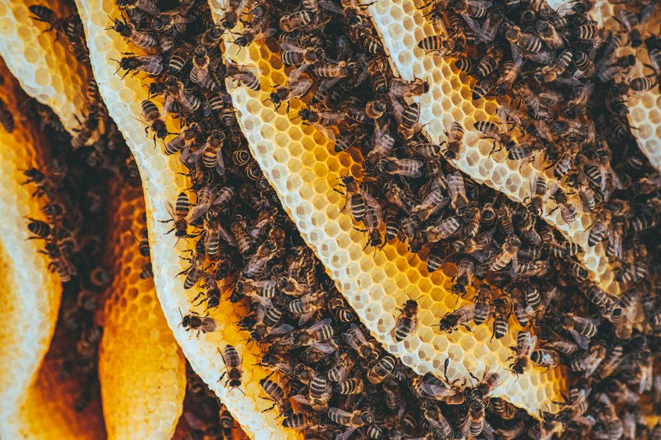 Abeilles sur un rayon de miel, illustrant l'origine du venin d'abeille utilisé en cosmétique